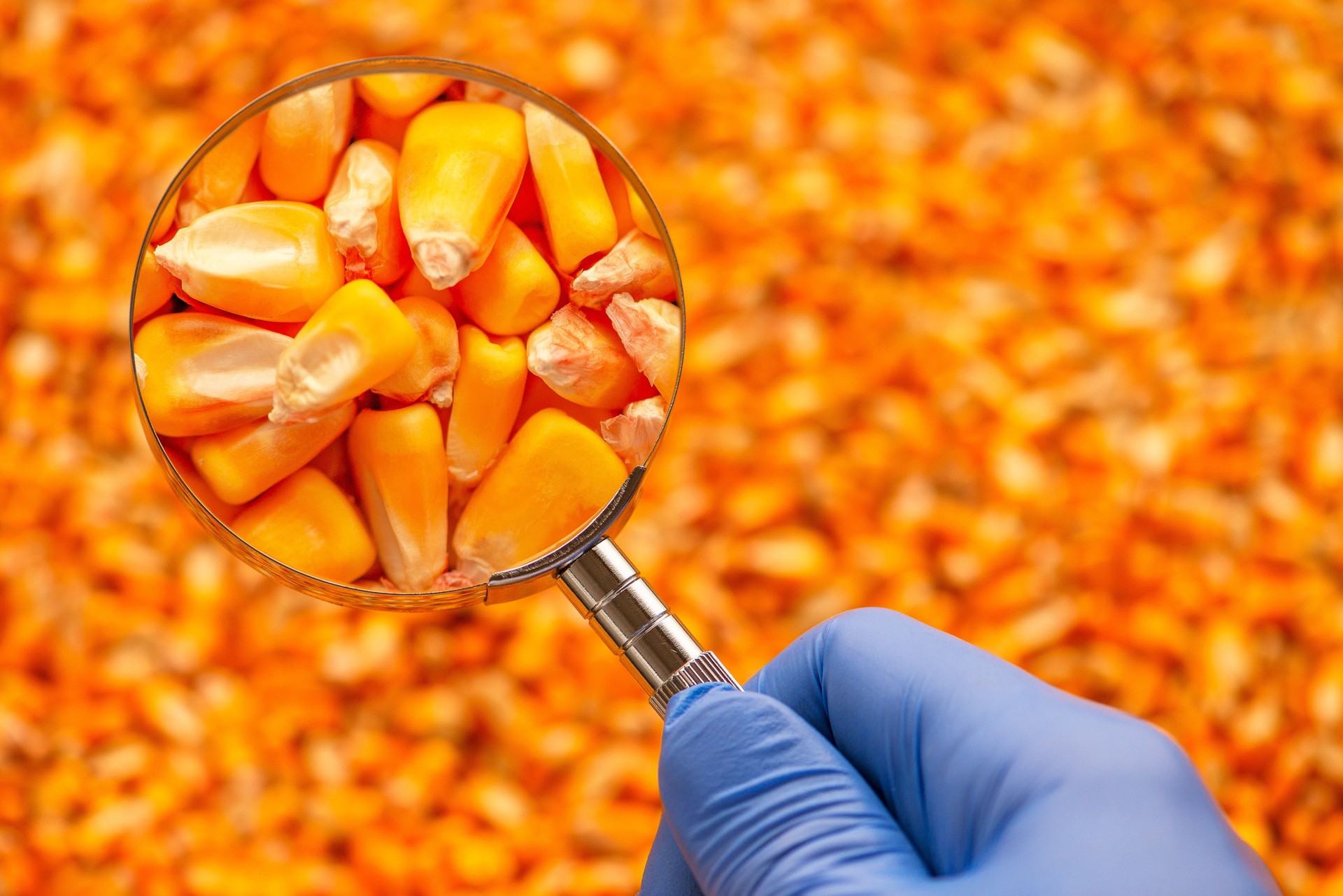 Scientist examining quality of harvested corn seed kernels