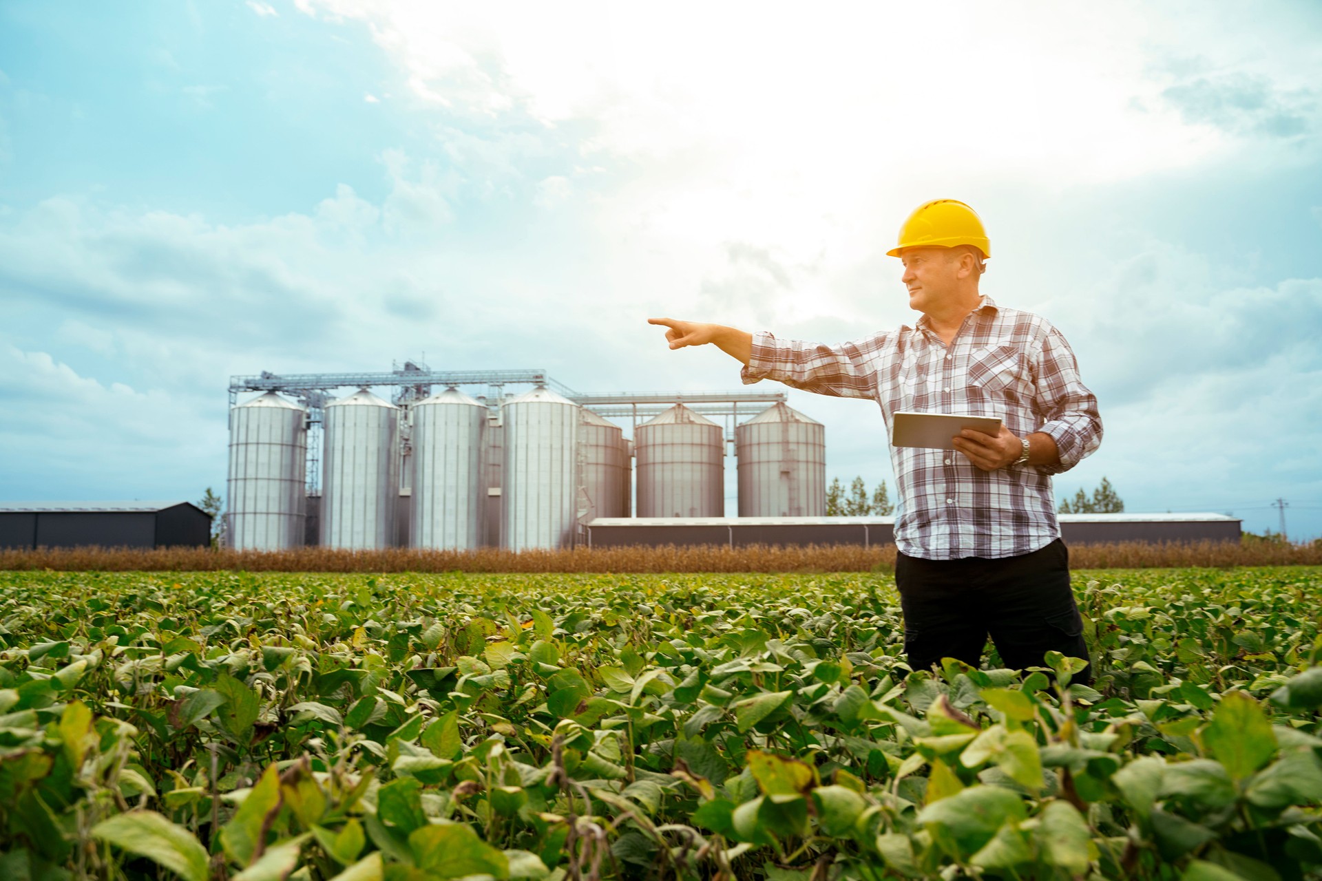 Agricultural expert standing on soybean field pointing into the distance , silos in background